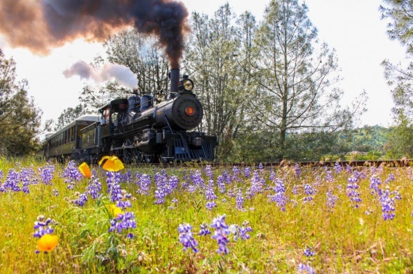 Wildflower trains